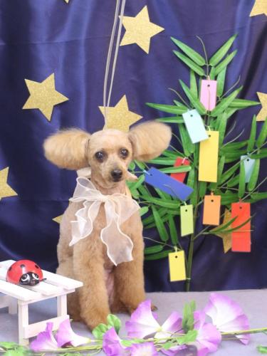 20230709ももちゃん